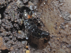 Aleochara bipustulata