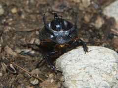 Proagoderus panoplus