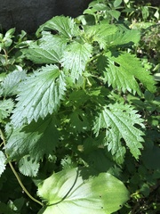 Urtica