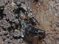 Aleochara bipustulata