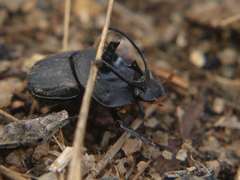 Proagoderus panoplus
