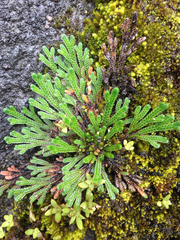 Selaginella pulvinata