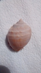 Semicassis centiquadrata