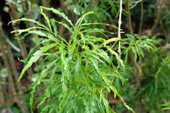 Melicope denhamii
