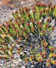 Oedera uniflora