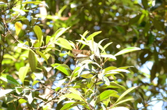 Polyura schreiber tisamenus