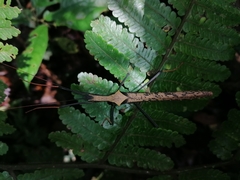 Pseudophasma bispinosum