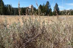 Artemisia rothrockii