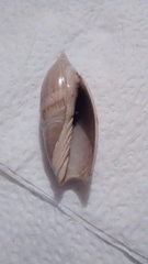 Agaronia testacea
