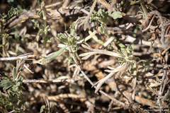 Artemisia rothrockii
