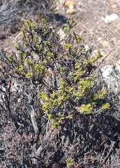 Oedera uniflora