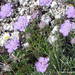 Lomelosia graminifolia - Photo (c) Stefano Doglio, alguns direitos reservados (CC BY-NC), uploaded by Stefano Doglio