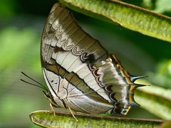 Polyura schreiber tisamenus