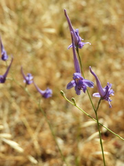 Delphinium gracile