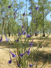 Delphinium gracile