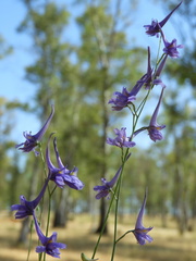 Delphinium gracile