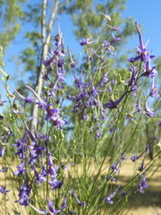 Delphinium gracile