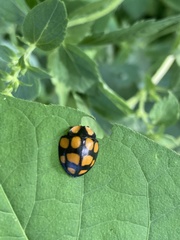 Botanochara decempustulata