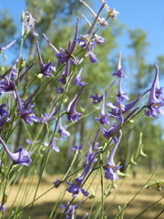 Delphinium gracile