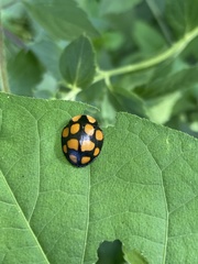Botanochara decempustulata
