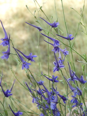Delphinium gracile
