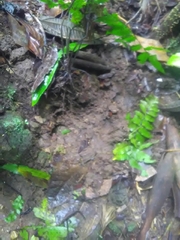 Tapirus terrestris