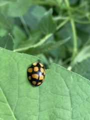Botanochara decempustulata