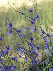 Delphinium gracile