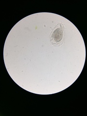 Phacodinium