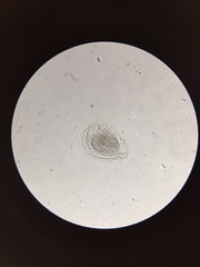 Phacodinium
