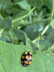 Botanochara decempustulata
