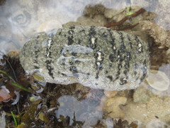 Holothuria scabra