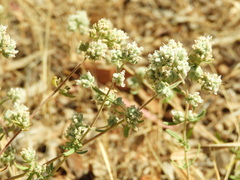 Teucrium lusitanicum