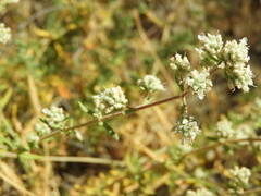 Teucrium lusitanicum