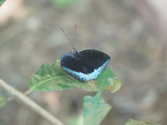 Lexias dirtea merguia