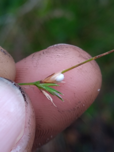 Image of Scleria pauciflora by (c) Scott Ward, some rights reserved (CC BY)