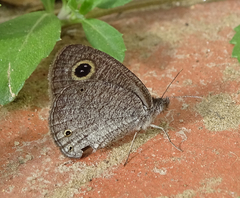 Ypthima asterope hereroica
