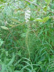 Lysimachia ephemerum