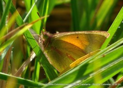 Colias dimera