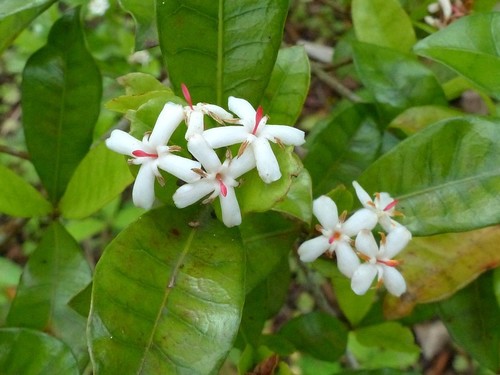 Ixora borboniae