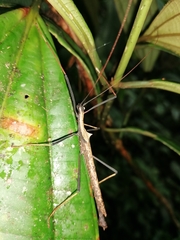 Pseudophasma bispinosum