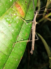 Pseudophasma bispinosum