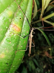 Pseudophasma bispinosum