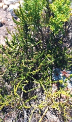 Hagnothesium