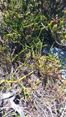 Hagnothesium