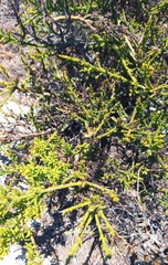 Hagnothesium