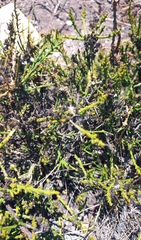 Hagnothesium