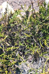 Hagnothesium