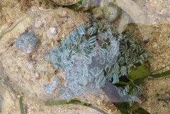 Sansibia flava