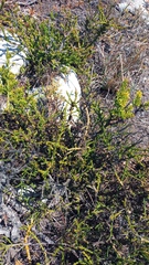 Hagnothesium